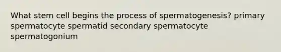 What stem cell begins the process of spermatogenesis? primary spermatocyte spermatid secondary spermatocyte spermatogonium