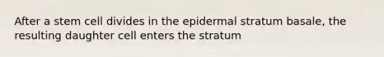 After a stem cell divides in the epidermal stratum basale, the resulting daughter cell enters the stratum