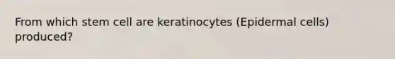 From which stem cell are keratinocytes (Epidermal cells) produced?