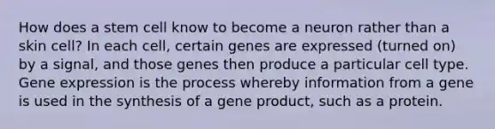 How does a stem cell know to become a neuron rather than a skin cell? In each cell, certain genes are expressed (turned on) by a signal, and those genes then produce a particular cell type. Gene expression is the process whereby information from a gene is used in the synthesis of a gene product, such as a protein.