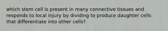 which stem cell is present in many connective tissues and responds to local injury by dividing to produce daughter cells that differentiate into other cells?