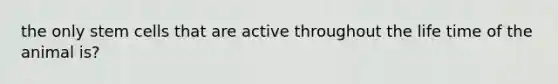 the only stem cells that are active throughout the life time of the animal is?