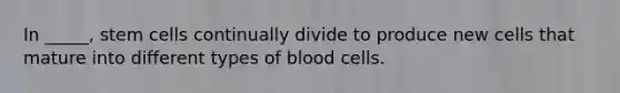 In _____, stem cells continually divide to produce new cells that mature into different types of blood cells.