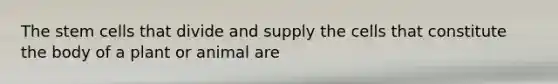 The stem cells that divide and supply the cells that constitute the body of a plant or animal are