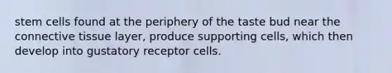 stem cells found at the periphery of the taste bud near the connective tissue layer, produce supporting cells, which then develop into gustatory receptor cells.