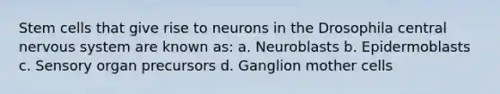 Stem cells that give rise to neurons in the Drosophila central nervous system are known as: a. Neuroblasts b. Epidermoblasts c. Sensory organ precursors d. Ganglion mother cells