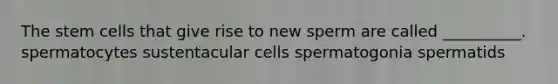 The stem cells that give rise to new sperm are called __________. spermatocytes sustentacular cells spermatogonia spermatids