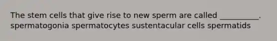 The stem cells that give rise to new sperm are called __________. spermatogonia spermatocytes sustentacular cells spermatids