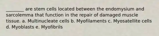 ________ are stem cells located between the endomysium and sarcolemma that function in the repair of damaged muscle tissue. a. Multinucleate cells b. Myofilaments c. Myosatellite cells d. Myoblasts e. Myofibrils