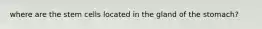 where are the stem cells located in the gland of the stomach?
