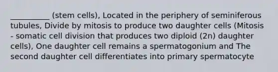 __________ (stem cells), Located in the periphery of seminiferous tubules, Divide by mitosis to produce two daughter cells (Mitosis - somatic cell division that produces two diploid (2n) daughter cells), One daughter cell remains a spermatogonium and The second daughter cell differentiates into primary spermatocyte