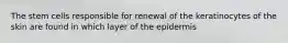 The stem cells responsible for renewal of the keratinocytes of the skin are found in which layer of the epidermis