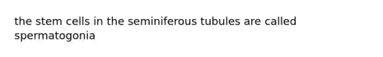 the stem cells in the seminiferous tubules are called spermatogonia