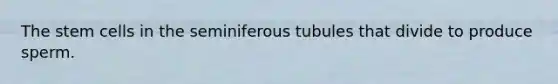 The stem cells in the seminiferous tubules that divide to produce sperm.