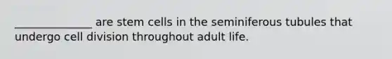 ______________ are stem cells in the seminiferous tubules that undergo cell division throughout adult life.