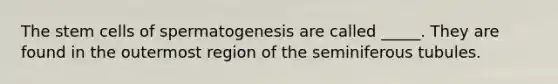 The stem cells of spermatogenesis are called _____. They are found in the outermost region of the seminiferous tubules.