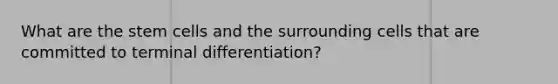 What are the stem cells and the surrounding cells that are committed to terminal differentiation?