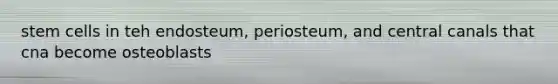 stem cells in teh endosteum, periosteum, and central canals that cna become osteoblasts