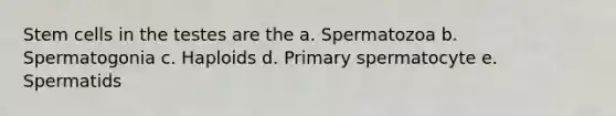 Stem cells in the testes are the a. Spermatozoa b. Spermatogonia c. Haploids d. Primary spermatocyte e. Spermatids