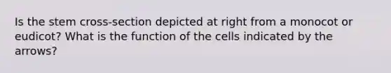 Is the stem cross-section depicted at right from a monocot or eudicot? What is the function of the cells indicated by the arrows?