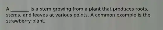 A ________ is a stem growing from a plant that produces roots, stems, and leaves at various points. A common example is the strawberry plant.