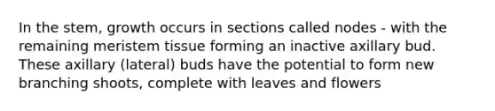 In the stem, growth occurs in sections called nodes - with the remaining meristem tissue forming an inactive axillary bud. These axillary (lateral) buds have the potential to form new branching shoots, complete with leaves and flowers