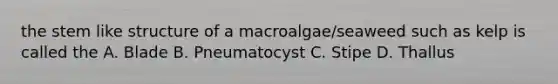 the stem like structure of a macroalgae/seaweed such as kelp is called the A. Blade B. Pneumatocyst C. Stipe D. Thallus