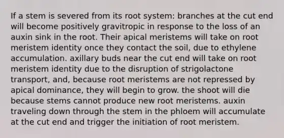 If a stem is severed from its root system: branches at the cut end will become positively gravitropic in response to the loss of an auxin sink in the root. Their apical meristems will take on root meristem identity once they contact the soil, due to ethylene accumulation. axillary buds near the cut end will take on root meristem identity due to the disruption of strigolactone transport, and, because root meristems are not repressed by apical dominance, they will begin to grow. the shoot will die because stems cannot produce new root meristems. auxin traveling down through the stem in the phloem will accumulate at the cut end and trigger the initiation of root meristem.