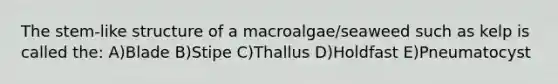 The stem-like structure of a macroalgae/seaweed such as kelp is called the: A)Blade B)Stipe C)Thallus D)Holdfast E)Pneumatocyst
