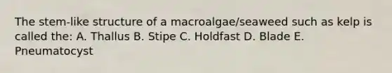 The stem-like structure of a macroalgae/seaweed such as kelp is called the: A. Thallus B. Stipe C. Holdfast D. Blade E. Pneumatocyst