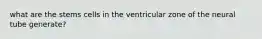 what are the stems cells in the ventricular zone of the neural tube generate?