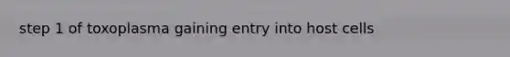 step 1 of toxoplasma gaining entry into host cells