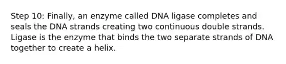 Step 10: Finally, an enzyme called DNA ligase completes and seals the DNA strands creating two continuous double strands. Ligase is the enzyme that binds the two separate strands of DNA together to create a helix.