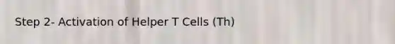 Step 2- Activation of Helper T Cells (Th)