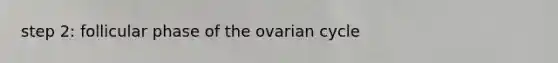 step 2: follicular phase of the ovarian cycle