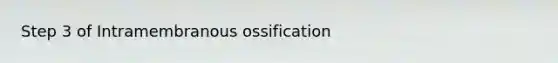 Step 3 of Intramembranous ossification