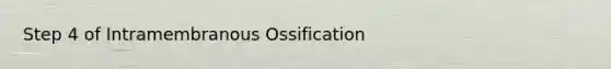 Step 4 of Intramembranous Ossification