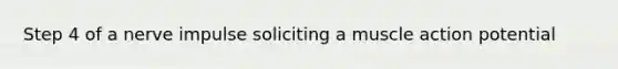 Step 4 of a nerve impulse soliciting a muscle action potential