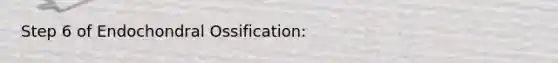 Step 6 of Endochondral Ossification: