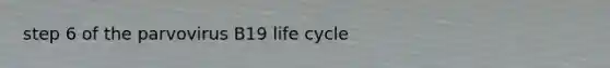 step 6 of the parvovirus B19 life cycle