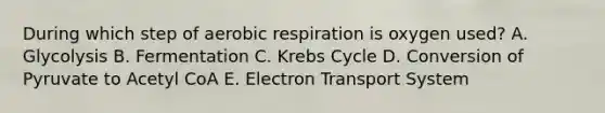 During which step of aerobic respiration is oxygen used? A. Glycolysis B. Fermentation C. Krebs Cycle D. Conversion of Pyruvate to Acetyl CoA E. Electron Transport System