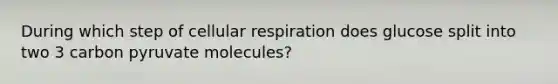 During which step of cellular respiration does glucose split into two 3 carbon pyruvate molecules?