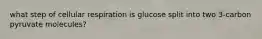 what step of cellular respiration is glucose split into two 3-carbon pyruvate molecules?