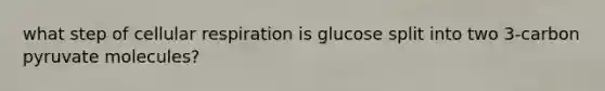 what step of cellular respiration is glucose split into two 3-carbon pyruvate molecules?