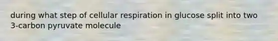 during what step of cellular respiration in glucose split into two 3-carbon pyruvate molecule