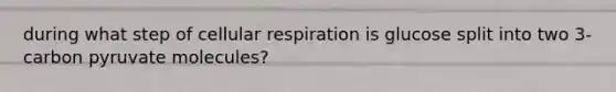 during what step of cellular respiration is glucose split into two 3-carbon pyruvate molecules?