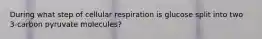 During what step of cellular respiration is glucose split into two 3-carbon pyruvate molecules?