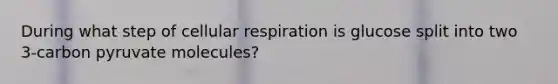 During what step of cellular respiration is glucose split into two 3-carbon pyruvate molecules?