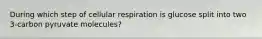 During which step of cellular respiration is glucose split into two 3-carbon pyruvate molecules?