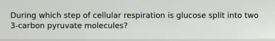 During which step of cellular respiration is glucose split into two 3-carbon pyruvate molecules?